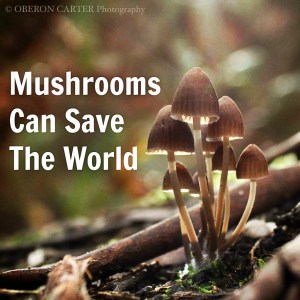 mushrooms-can-save-the-world-oberon-carter-we-are-wildness